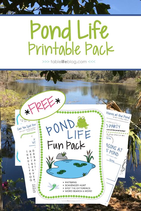 Exploring Pond Life with Over and Under the Pond (+ Free Printables) Pond Unit Kindergarten, Pond Unit Study, Pond Life Preschool Activities, Habitats Preschool, Turtle Preschool, Pond Life Theme, Pond Habitat, Sustainable Schools, Pond Animals