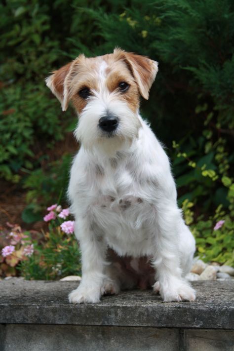 Chien Jack Russel, Parson Jack Russell, Jack Russell Puppies, Russel Terrier, Parson Russell Terrier, Jack Russell Dogs, Jack Russells, Fox Terriers, Jack Russel