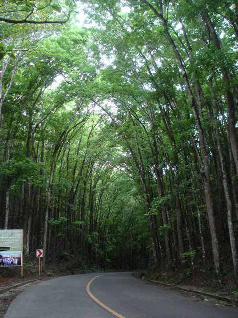 Man made forest of Bohol Bohol, Island Travel, Country Roads, Forest, Road, Collage, Plants, Travel, Pins