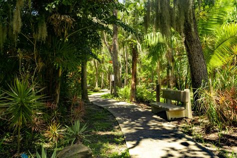 Secret History: The Origins of Florida Tech's Botanical Garden - Florida Tech News Florida Tech, Fairchild Tropical Botanic Garden, Garden Florida, Florida History, Palm Garden, University Of Melbourne, The Continental, Invasive Species, The Secret History