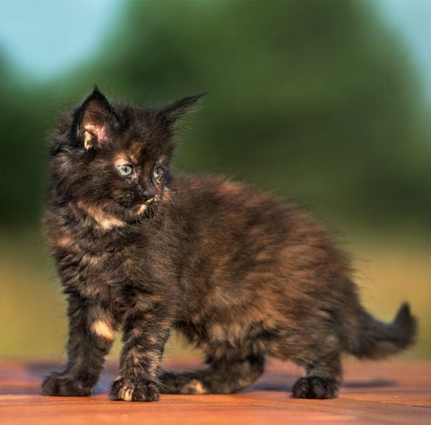 Tortoiseshell Cat: Over 30 Fascinating Facts About Tortie Cats Tortoise Shell Kitten, Brindle Cat, Tortoiseshell Cat Names, Tortoise Cats, Tortoiseshell Kitten, Tortie Kitten, Tortoiseshell Cats, Tortie Cats, Afghan Loom