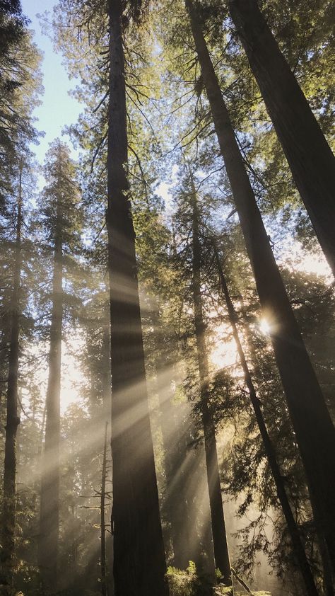 Lock Screen Scenery, Forrest Asethic Wallpaper, Outdoors Wallpaper Iphone, Land With Trees, Iphone Lock Screen And Home Screen, Outdoorsy Wallpaper Iphone, Nature Aesthetic Trees, Redwood Wallpaper, Forest Asthetics Photos