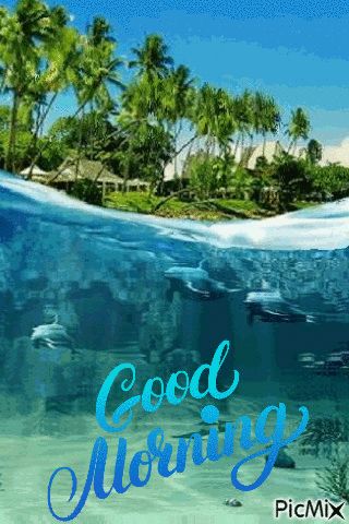 Dolphins In Ocean - Good Morning quotes gifs gif good morning good morning quotes good morning gifs good morning blessings good morning wishes animated good morning images good morning gifs images good morning blessing gifs Good Morning Ocean Images, Good Morning Gifs Nature, Latest Good Morning Gif, Animated Good Morning, Good Morning Gifs, Good Morning Blessings, Gif Good Morning, Good Morning Nature Images, Morning Gifs