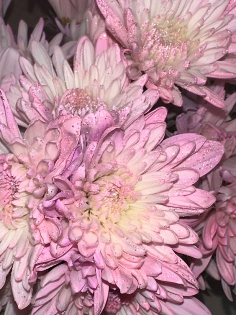 #glitter #flowers #pink #chrysanthemum Glitter Flowers, Flowers Pink, Chrysanthemum, Light Pink, Glitter, Flowers, Pink, Quick Saves