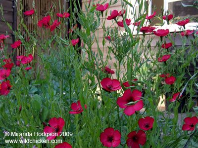 Linum Grandiflorum, Flax Flowers, Wildflower Garden, English Cottage, Garden Inspiration, Pretty Flowers, Red Peppercorn, In The Garden, Scarlet