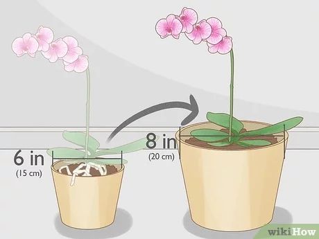 How to Prune Orchids: 14 Steps (with Pictures) - wikiHow Ground Orchids, Repotting Orchids, Indoor Orchids, Oncidium Orchids, Orchid Fertilizer, Orchid Plant Care, Orchid Leaves, Types Of Orchids, Growing Orchids