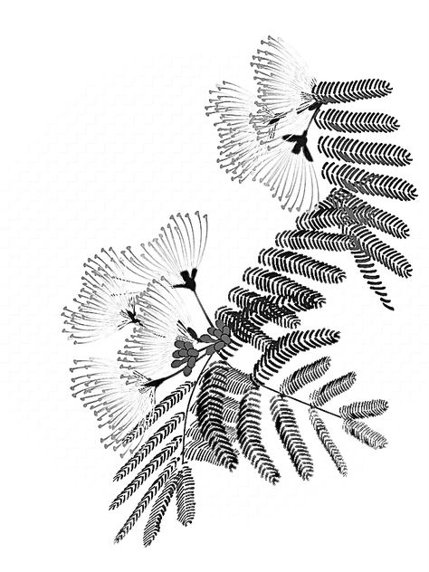 Tree Tattoo Drawing, Black And White Plant Tattoo, Rain Forest Tattoo Tropical, Mimosa Tree Tattoo, Mimosa Drawing, Brazilian Tattoo Native, Mimosa Tree Drawing, Tree Tattoo Drawings, Tree Tattoo Black