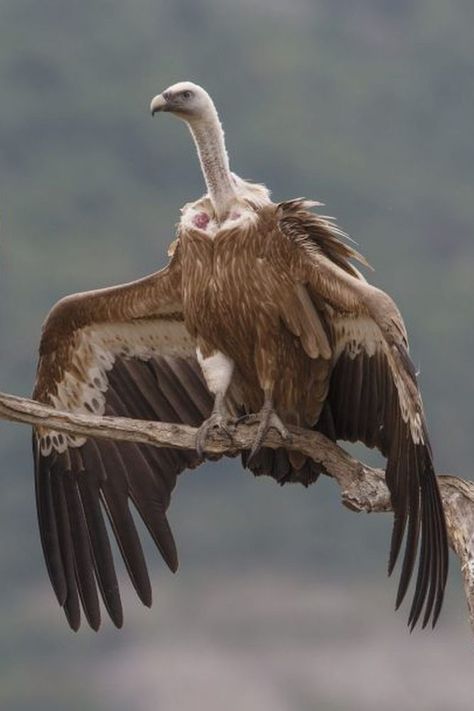 Griffin Vulture, Hooded Vulture, Turkey Vultures, Griffon Vulture, Bearded Vulture, Northern Africa, Hybrid Art, Desert Animals, Western Asia