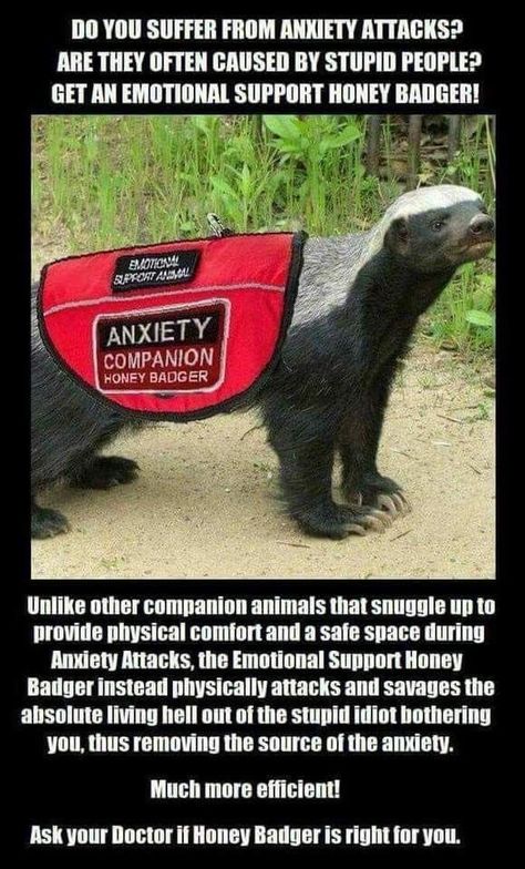 Friday Funny Images, Honey Badger, Friday Humor, Twisted Humor, Funny Animal Memes, E Card, Work Humor, Emotional Support, Manado