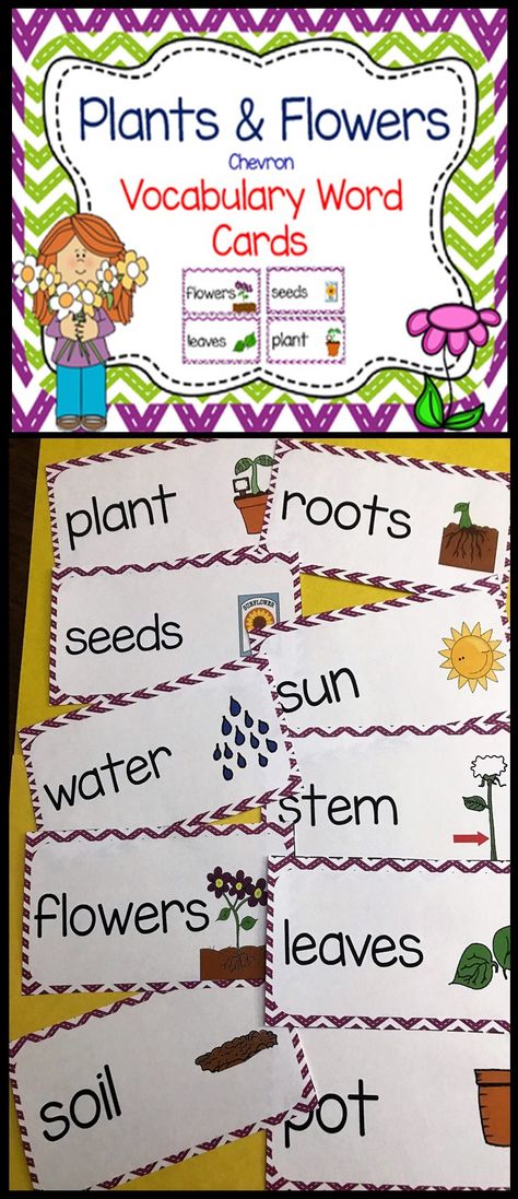 Plants and Flowers | Chevron | Vocabulary Word and Picture Cards | Word Wall | Science Focus Wall | Pocket Chart | Labeling | Writing Center | ESL | ELL | PreK | Kindergarten | First Grade | Second Grade Plants Preschool, Preschool Plants, Word Wall Ideas, Preschool Gardening, Word Wall Kindergarten, Science Word Wall, Garden Unit, Preschool Garden, Learning Corner