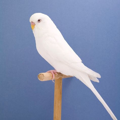 BEAUTY OF WILDLIFE: Awesome Collection Of World Best Cage Birds and Wild Birds Of The Day (Part I) White Budgie, Budgies Bird, Albino Animals, Kinds Of Birds, All Birds, Pretty Birds, Colorful Birds, Little Birds, Cute Birds