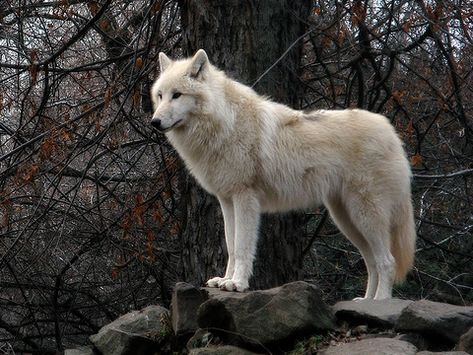 Tundra Wolf (Canis lupus albus) – The Wolf Intelligencer Tundra Wolf, Animals Dolphins, Mammals Animals, Wolf White, White Wolves, Wolf World, Strange Animals, Dog Breeds List, Wolf Images