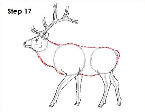 Elk Drawing 17 Deer Video, Deer Drawing Easy, Animal Drawing Tutorial, Female Elk, Deer Outline, Elk Drawing, White Tailed Deer, Deer Drawing, Drawing Instructions