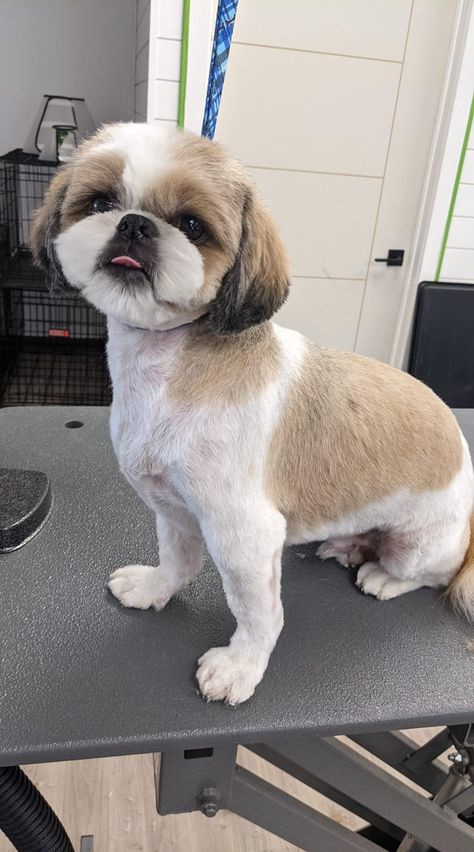 Haircut For Dogs Shih Tzu, Haircut For Shih Tzu Dog Grooming, Shih Tzu Shaved, Short Hair Shih Tzu Haircuts, Shihtzu Haircut Summer, Shitzu Grooming Style, Shaved Shih Tzu, Cute Shih Tzu Haircuts, Short Shih Tzu Haircuts Teddy Bears