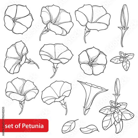 Vector set with outline Petunia flower bunch, leaves and bud in black isolated on white background. Garden ornamental plant in contour style for summer design and coloring book. Stock Vector | Adobe Stock Petunia Flower Painting, Flower Top View Drawing, Petunia Line Drawing, How To Draw Petunia Flowers, Petunia Tattoo Design, Petunia Flower Drawing, Petunia Illustration, Petunia Painting, Petunia Flower Tattoo