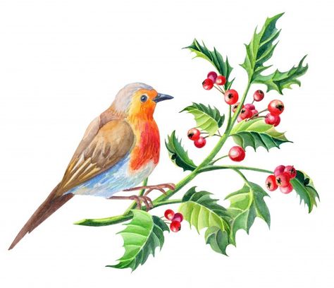 Watercolor robin bird.watercolour merry ... | Premium Photo #Freepik #photo #watercolor #christmas #floral #merry-christmas Cardinal Clipart, Watercolor Robin, Bird Clipart, Christmas Cardinals, Winter Clipart, Bullfinch, Robin Bird, Winter Bird, Cardinal Birds