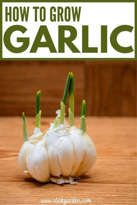 Growing Garlic From Cloves, Grow Garlic Indoors, Garlic Sprouts, Regrow Vegetables, Grow Garlic, Growing Ginger, Planting Garlic, Garlic Scapes, Vegetable Garden Tips