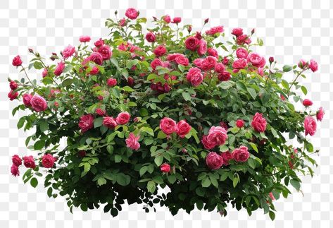 Rose Bush Garden, Red Rose Bush, Pink Rose Bush, File Binder, Landscaping With Roses, Bush Garden, Flower Bush, Rose Bushes, Png Flower