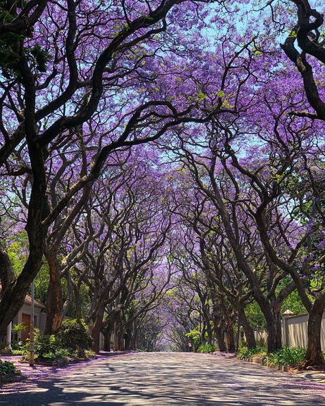 branzed87 🌳 Jacaranda Bloom 🌳 #jacarandainyourpocket #sshydepark @tsogosun Jacaranda Tree Photoshoot, Jakaranda Photoshoot, Potential Wallpaper, African Nature, Jacaranda Tree, Nature Tree, Johannesburg, Family House, Street Scenes