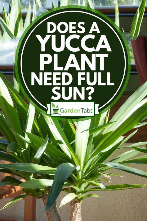 Growing Yucca Plants: Achieving Perfect Sun Exposure Yucca Tree Indoor, Yucca Cane, Yucca Plant Care, Yucca Tree, Sunny Garden, Container Planting, Yucca Plant, Gardening Gear, Crabapple Tree