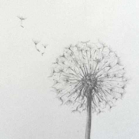 Dandelions are on my mind.. Sketch number two. Facebook.com/lauraandyoga Dandelion Drawing Tattoo, Dandelion Pencil Drawing, Dandelion Pen Drawing, Dandelion Sketch, Dandelion Drawing Realistic, Mind Sketch, Dandy Lion Tattoos Dandelion Art, Dandelion Drawing, Puzzle Tattoos