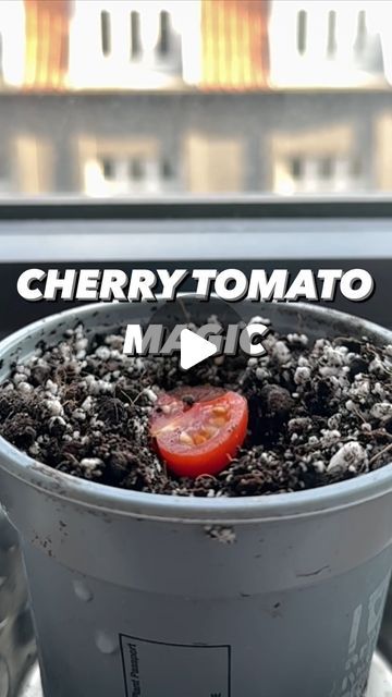 Cherry Tomatoes Plant, Tomato Garden Ideas, Vegan Gardening, How To Plant Tomatoes, Growing Produce, How To Grow Cherries, Growing Cherry Tomatoes, Planting Tomatoes, Creative Explained