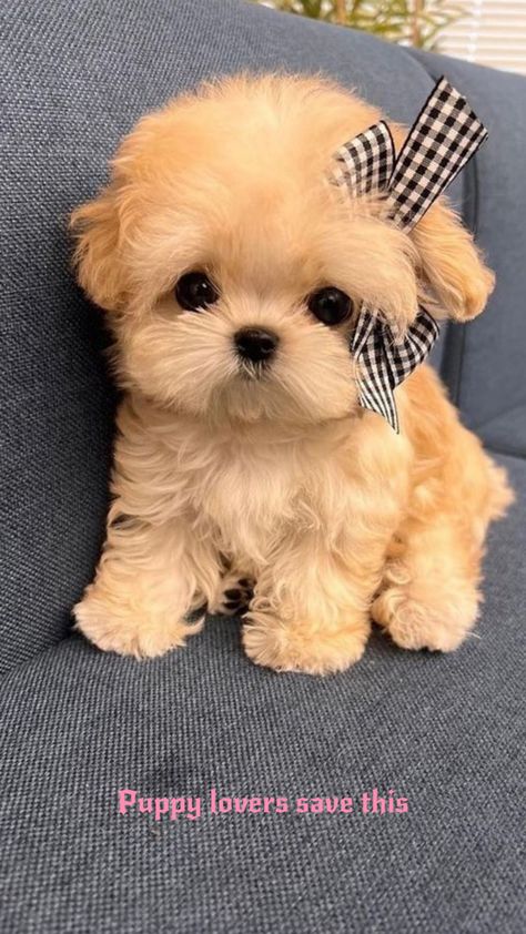 Its cute The Cutest Thing Ever, Very Cute Dogs Pets, Palmarainian Puppy, Cutest Dogs Ever, Small Fluffy Dogs, Cute Puppy Aesthetic, Dog Shitzu, Cut Dogs, Cute Dog Pics