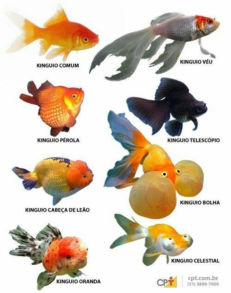 Goldfish Types, Tropical Fish Aquarium, Tropical Freshwater Fish, Pretty Fish, Beta Fish, Golden Fish, Freshwater Aquarium Fish, Koi Fish Pond, Fish Care