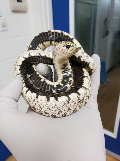 Western Hognose, Western Hognose Snake, Pet Snakes, Danger Noodles, Hognose Snake, Pretty Snakes, Colorful Snakes, Reptile Room, Snake Lovers