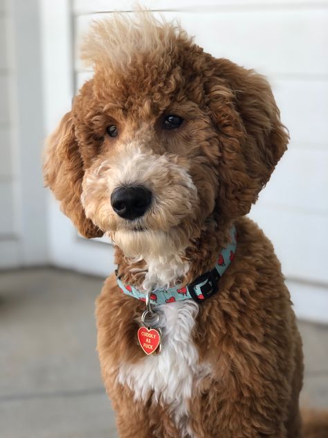 Goldendoodle Lion Haircut, Golden Doodle Lion Haircut, Goldendoodle Mohawk, Doodle Mohawk Haircut, Golden Doodle Mohawk, Goldendoodle First Haircut, Mini Goodlendoodle Haircut, Goldendoodle Grooming, Puppy Time