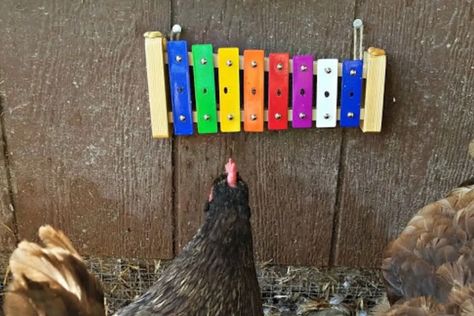 15 Chicken Boredom Buster Ideas To Entertain! - FowlFamily Chicken Boredom Buster Diy Toys, Chicken Boredom Buster, Sultan Chicken, Chicken Boredom, Meal Worms Raising, Chicken Toys, Dust Bath, Chicken Farming, Backyard Chicken Farming