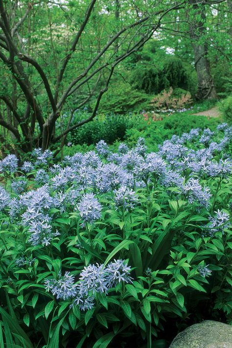 Bluestar: A Native Plant for the Masses - FineGardening Native Garden Michigan, Plants Landscape, Garden Perennials, Botanical Inspiration, Yard Plants, Greenhouse Garden, Dark Blue Flowers, Shade Gardens, Morning Rain