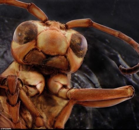 Extreme close-up view of the head of a Yellow Paper wasp by Daniel Kariko. Many species build their nests on human habitation, while not normally aggressive paper wasps will defend their nests vigorously. This image is part of a series investigating our often-overlooked housemates Alien Faces, Paper Wasp, Alien Face, Extreme Close Up, Yellow Paper, Wasp, Amazing Photography, Fine Art Photography, Animal Art