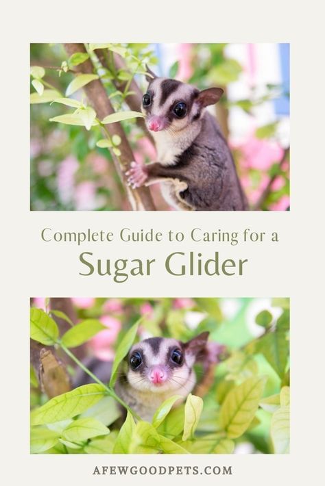 Frozen Yogurt Drops, Sugar Glider Diet, Indonesian Rainforest, Sugar Glider Care, Sugar Glider Pet, Yogurt Drops, Time And Attention, Pets Products, Sugar Gliders