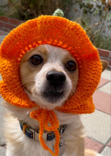 Dog Bucket Hat, Bucket Hat Ideas, Crochet Orange, Bucket Hat Crochet, Orange Dog, Crochet Bucket, Crochet Bucket Hat, Hat Ideas, Hat Crochet