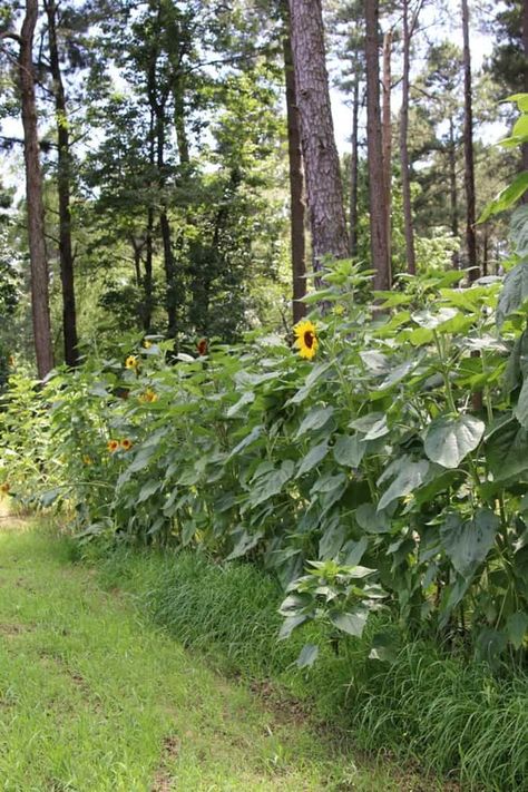 Dad’s Garden | Giant Sunflowers | Alzheimer’s Story Part IV Woodland Garden Design, Outdoor Garden Diy, Knock Out Roses, Geranium Rozanne, Creative Garden Ideas, Giant Sunflower, Outdoors Ideas, Small Vegetable Gardens, Plant Containers