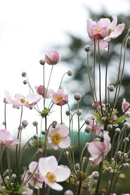 Japanese anemone Autumn Flowering Plants, Country Garden Decor, Tiny Garden, Cottage Garden Design, Anemone Flower, Have Inspiration, Shade Garden, Front Garden, Dream Garden