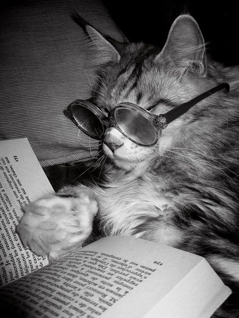 The right pair of glasses makes all the difference in the world! Cat Reading, Cat Books, Wearing Glasses, Happy Cat, Video Chat, Crazy Cat Lady, Cat Photo, Crazy Cats, Cat Pics