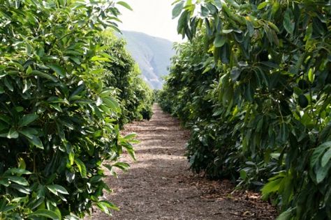 Pinkerton Farm avocado grove on Shockingly Delicious Fruit Farm Design, Apothecary Skincare, Avocado Farm, Avocado Ideas, Farm Fruit, Fruit Farm, Avocado Plant, Inspiration Photoshoot, Barbara Ann