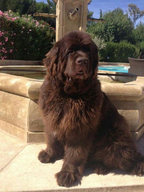 Brown Newfoundland, Brown Newfoundland Dog, Pet Anime, Newfoundland Puppies, Terra Nova, Newfoundland Dog, Cute Dogs And Puppies, Newfoundland, Cute Little Animals