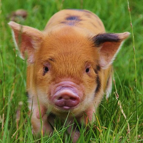 Ginger kunekune piglet Pictures Of Pigs, Kunekune Pigs, Kune Kune Pigs, Pig Feed, Raising Pigs, Pig Toys, Miniature Pigs, Micro Pigs, Teacup Pigs