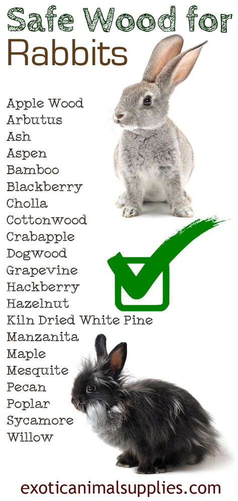 Safe Wood For Rabbits, Rabbit Bordem Breakers, Bunny Supplies Organization, Diy Enrichment Toys For Rabbits, Bunny Needs List, Rabbit Tips Bunny Care, Bunny Toys House Rabbit, Rabbit Care Tips, Bunny Chew Toys