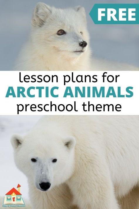 Free arctic animals preschool lesson plans make planning your arctic preschool theme that much easier. 16+ arctic animal activities included. These 16+ preschool activities are a week-long set of preschool lesson plans and are part of my Learn At Home Preschool Lesson Plans Collection. Since these lesson plans are a part of my Learn At Home Collection, they include a series of arctic animals activities in specific content areas. Arctic Animal Theme Preschool, Artic Lesson Plans Preschool, Arctic Lesson Plans For Preschool, Arctic Activities Preschool, Arctic Preschool Activities, Toddler Arctic Animal Activities, Attic Animals Preschool, Artic Animal Lessons For Preschool, Arctic Animal Lesson Plans For Preschool