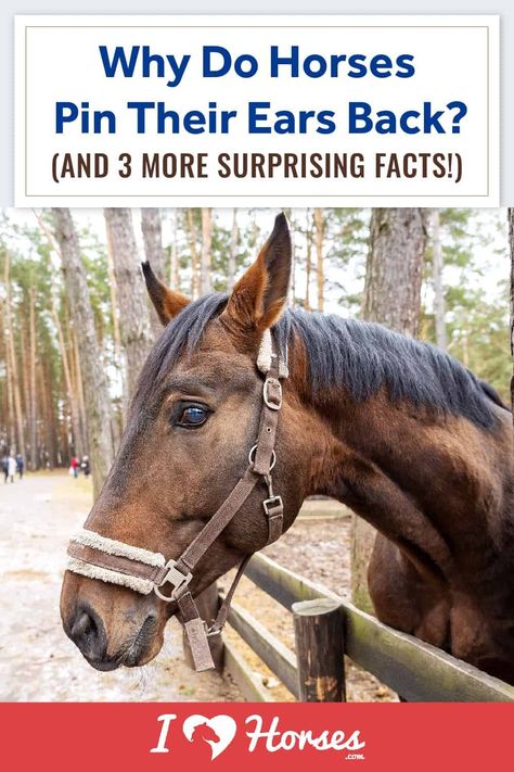 Horses communicate in many ways, including body language, from tail movements to ear position. Here, we discuss how horses use their ears to communicate. | #ihearthorses #horsefacts #horseears #eqlife #horses Medical Room, Fun Activites, Working Cow Horse, American Quarter Horse Association, Horse Behavior, College Major, Horse Farm Ideas, Horse Wall Art Canvases, Horse Facts