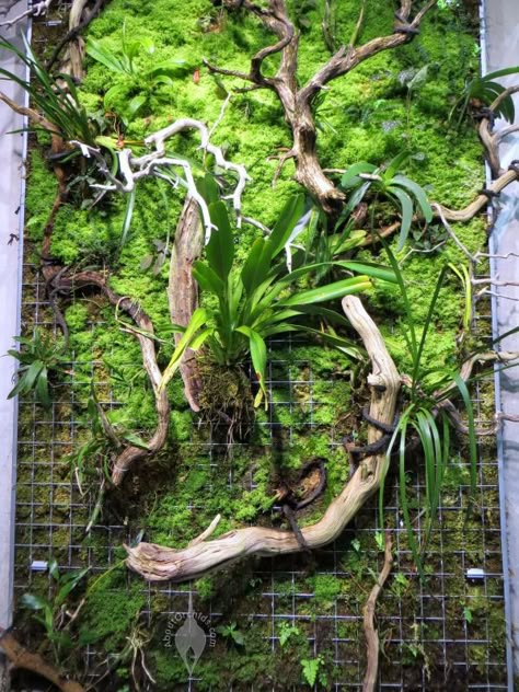 Vertical Paludarium, Vertical Terrarium, Terrarium Wall, Wall Terrarium, Water Terrarium, Vertikal Garden, Fish Tank Terrarium, Plant Installation, Indoor Water Garden