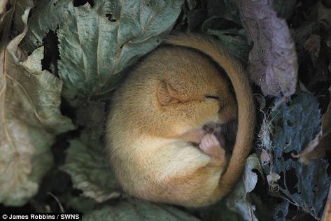 A dormouse has been caught on camera curling up for an epic sleep - as it begins its hiber... Mouse Reference, Animal Habitats, Zoo Animals, Koala Bear, An Animal, Spirit Animal, Beautiful Creatures, The Guardian, Animal Kingdom