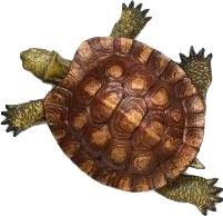 Turtle Top View, Turtle Cute, Turtle Png, Turtle Top, Cute Png, Stickers Png, View Wallpaper, On Phone, Phone Design