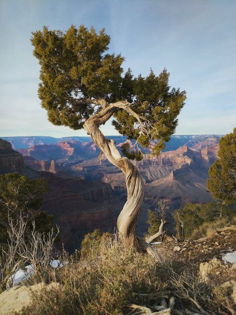 Juniper Tree, Tree Sunset, Conifer Trees, Old Tree, Unique Trees, Colorado River, Watch Tower, Grand Canyon National Park, The Grand Canyon