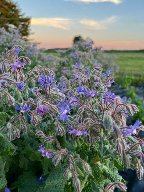 Borage Plant, Borage Flower, Witchy Garden, Wild Foraging, Garden Inspo, Reuse And Recycle, Garden Plan, Attract Pollinators, Flying Insects