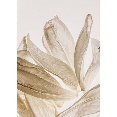 ILA su Instagram: "pure vanilla extract, color study no. 01 (image unknown) #ilainspiration" White Flower, White Flowers, Vase, Flowers, White